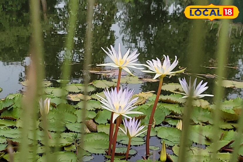 ভিটামিন, ক্যালসিয়াম সহ নানান খনিজ উপাদানে ভরপুর শালুক ফুল।ফুল, ফল, কান্ডে রয়েছে নানান পুষ্টিকর উপাদান। এমনটাই মত পুষ্টিবিদ অভিজিৎ সেনের। তাই বর্ষাকালে যখন শালুক ফুল ফোটে, তখন পরিষ্কার করে খাদ্য হিসেবে ব্যবহার করা যেতে পারে।
