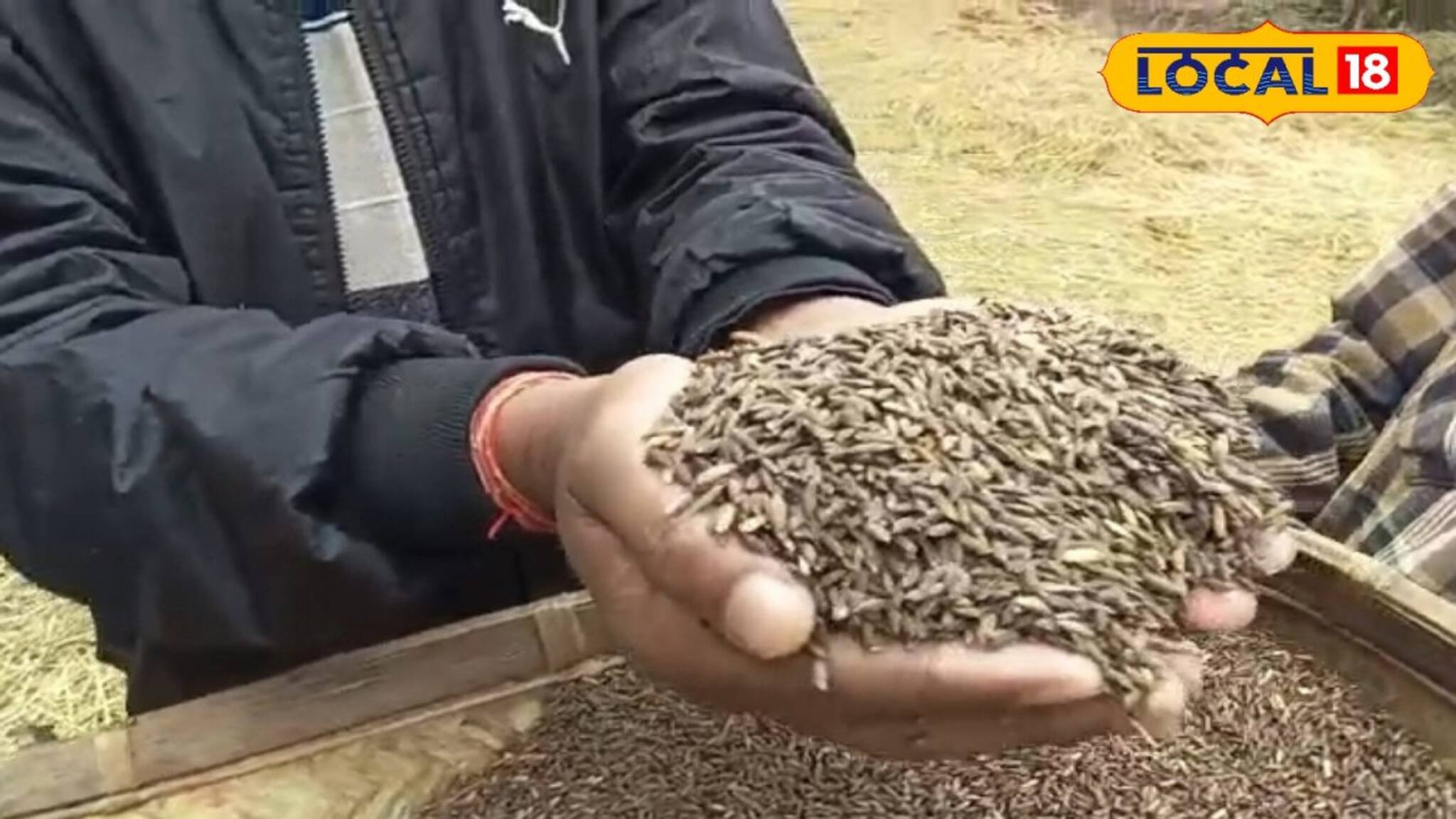 Bengali Heritage Rice: মুক্তি পেয়ে কালোনুনিয়া চালের ভাত খান কোচ রাজা, তার সুগন্ধি আপনিও পেতে পারেন