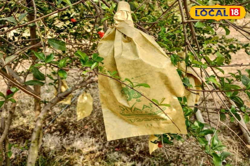 পোকার হাত থেকে বেদানা গুলিকে বাঁচানোর জন্য নেওয়া হয়েছে বিশেষ ব্যবস্থা। 