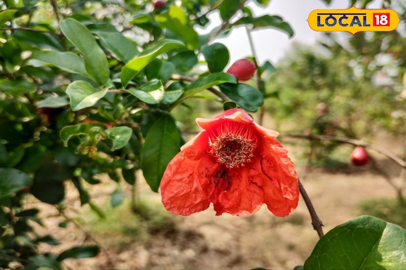 বাঁকুড়ার লাল রুক্ষতার মধ্যে কোন ফসলের ভালো হতে পারে সেটা নিয়ে পরীক্ষামূলকভাবে চাষ করা হচ্ছে বেদানা।