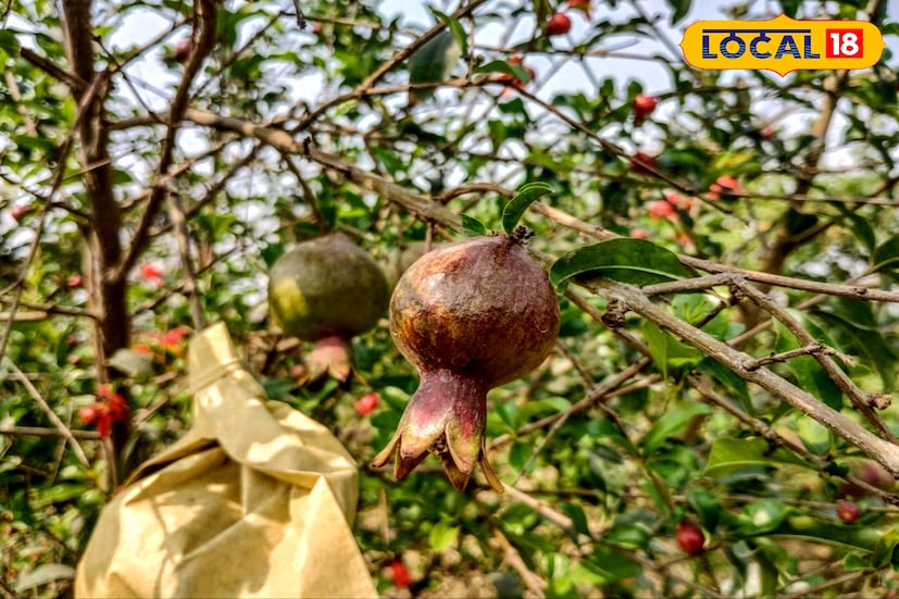 ভাগুয়া বেদানা চাষ করে লাভের মুখ দেখছে কৃষকরা। লাল মাটিতেও ফলছে এই ফল।