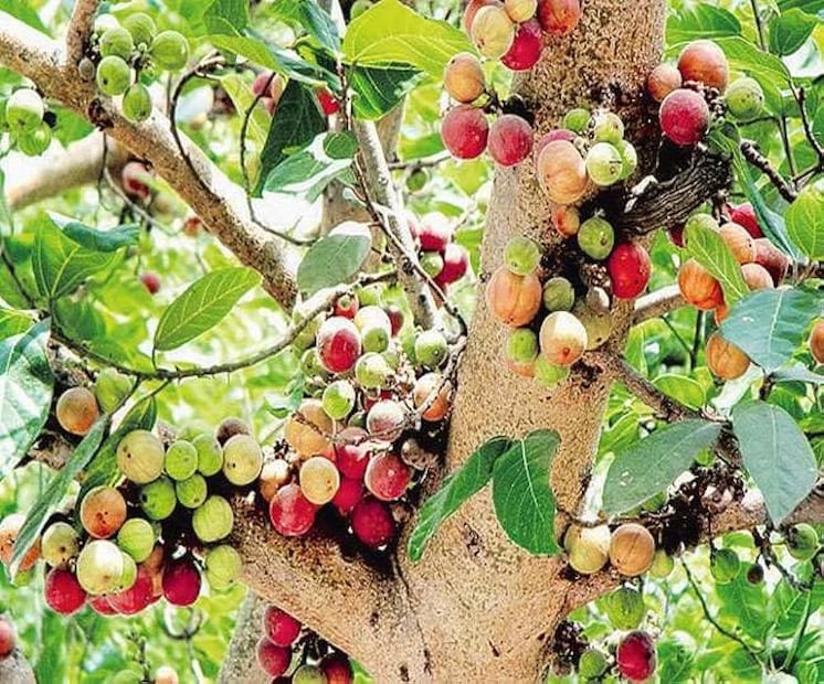 ডুমুর গাছ বহু জায়গাতেই প্রাকৃতিক ভাবেই জন্মায়। কিন্তু বাজারে গিয়ে ডুমুর দেখেও অনেকে কেনেন না। তবে ডুমুরের উপকারীতা জানলে অবাক হবেন। 