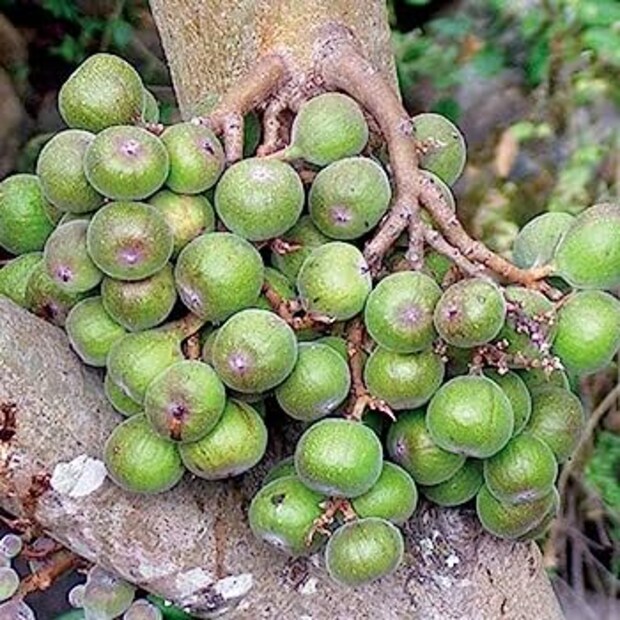 দুর্বলতা: যদি কোনও কারণে শরীরে দুর্বলতা অনুভব করেন, তাহলে সেক্ষেত্রে ডুমুর ফল খেতে পারেন। শুকনো ডুমুর ফল পিষে পাউডার তৈরি করে ১০ গ্রাম খান। এতে হাড় মজবুত হবে। 