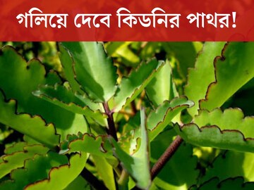 গলিয়ে দেবে কিডনির পাথর! আনাচে কানাচে হয়ে থাকা এই পাতার গুণ জানলে আশ্চর্য হবেন