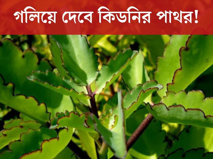 ব্লাড সুগার, প্রেশার, কিডনি স্টোন, এই রোগগুলি এখন সকলের কাছেই বড্ড চেনা৷ প্রচুর মানুষ এই মুহূর্তে এইধরনের রোগগুলির শিকার৷ এই রোগে আক্রান্তদের সংখ্যা দিন দিন আরও বাড়ছে৷ তবে একটি অতি পরিচিত চেনা গাছ রয়েছে যা কিডনির পাথর গলিয়ে দিতে সম্ভব৷ 