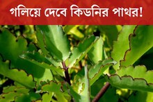 গলিয়ে দেবে কিডনির পাথর! আনাচে কানাচে হয়ে থাকা এই পাতার গুণ জানলে আশ্চর্য হবেন