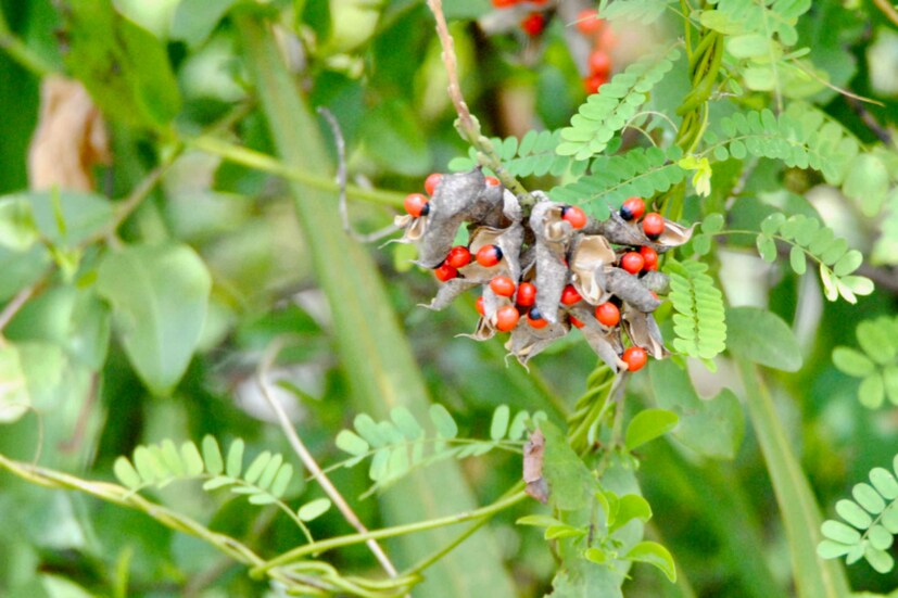 ওই বিষাক্ত গাছটির নাম হল অ্যাব্রাস প্রিটোরিয়াস। এই গাছটির বীজ থেকে শুরু করে পাতা, কাণ্ড এতটাই বিষাক্ত যে সঠিক সময় চিকিৎসা শুরু হলেও রোগীকে বাঁচানো মুশকিল হতে পারে। আর চিকিৎসা শুরু করতে দেরি হলে মৃত্যু অনিবার্য। কারণ এই বিষ শরীর থেকে সহজে বার করা যায় না।