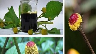 অ্যাকমেলা ওলেরাসিয়া