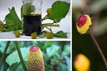 আয়ুর্বেদিক 'ব্রহ্মাস্ত্র'! গলব্লাডার স্টোন হোক বা মদের নেশা, এই ওষুধ '১ নম্বর'