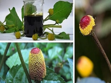 অ্যাকমেলা ওলেরাসিয়া