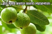 ব্লাড সুগার কমাতে অব্যর্থ পেয়ারাপাতা! আজই শুরু করুন...পালাবে ডায়াবেটিস
