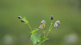 আতিস পাতা