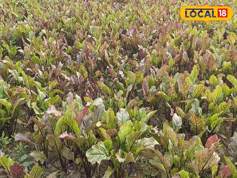 শীতকালে এমন কিছু শাক-সবজি পাওয়া যায় যা আমাদের স্বাস্থ্যের জন্য খুবই উপকারী। এর মধ্যে অন্যতম হল বিটরুট। এটি স্বাস্থ্যের জন্য খুবই উপকারী বলে মনে করা হয়। বেশিরভাগ ক্ষেত্রেই ভারতীয় পরিবার এটি স্যালাড আকারে খেতে পছন্দ করে, আবার কেউ কেউ বিটরুটের রসও পান করেন। 