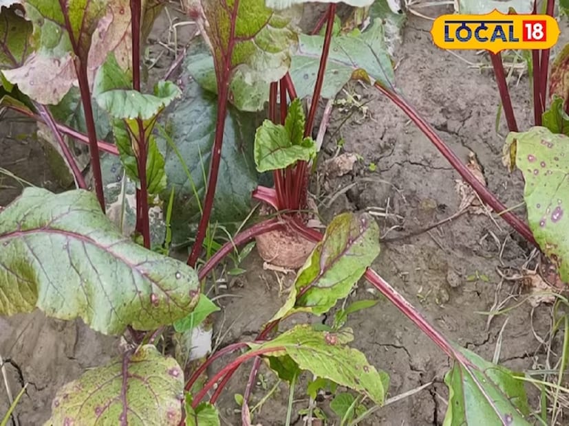 বিটরুটে প্রচুর পরিমাণে আয়রন পাওয়া যায়। আয়রন আমাদের শরীরে রক্ত বাড়াতে সাহায্য করে, এর পাশাপাশি শরীরের হাড়কেও মজবুত করে। এমনটা বিশ্বাস করা হয় যে, যাঁরা রক্তস্বল্পতায় ভুগছেন, তাঁদের বিটরুট অবশ্যই নিজেদের ডায়েটে অন্তর্ভুক্ত করা উচিত।