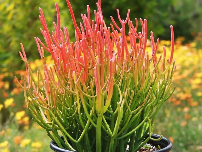 Pencil Cactus Benefits: সিং আরও বলেন, এই ওষুধটি দুধের গাছের মতো। এর থেকে যে ক্ষীর বের হয় তা কাশি, সর্দি, হাঁপানি, কান ব্যথা, দাঁতের ব্যথায় ব্যবহৃত হয়। খুব অল্প পরিমাণে এর রস খেলে ডায়রিয়া থেকে মুক্তি পাওয়া যায়। 