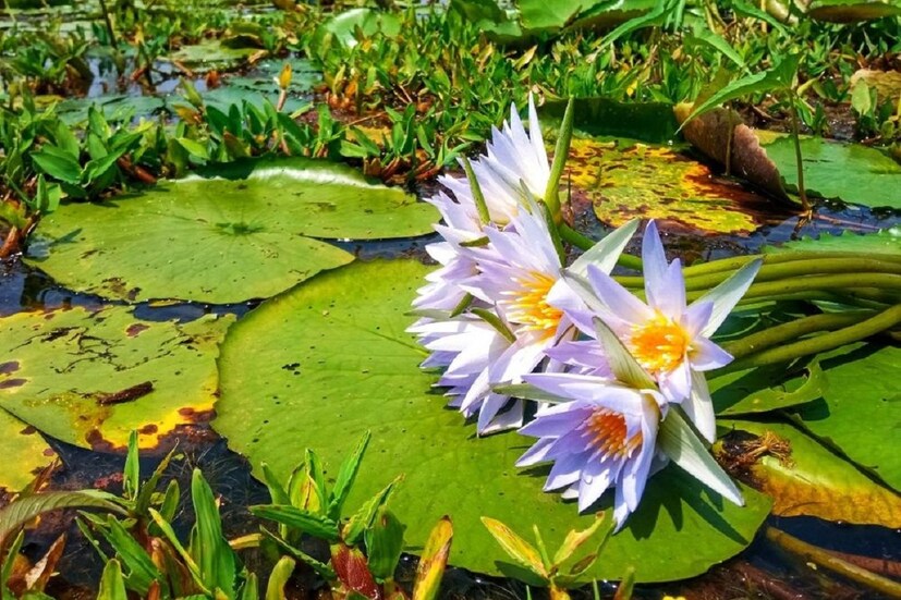 শাপলা তে রয়েছে ফ্লেভনল গ্লাইকোসাইড নামক উপাদান। যা মাথায় রক্ত সঞ্চালনে সাহায্য করে, পাশাপাশি মাথা ঠান্ডা রাখতে সাহায্য করে।