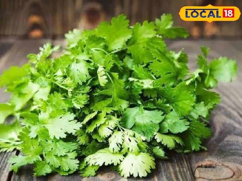 Coriander Leaves Care: পশ্চিম মেদিনীপুর: ধনেপাতা তো সকলেরই প্রিয়। রকমারি রান্নায় স্বাদ বাড়ায় সবুজ ধনেপাতা। বাঙালি রান্না হোক অবাঙালি রান্না, বিরিয়ানি হোক বা ভেজ আইটেম, ধনেপাতা তো চাই-ই চাই। (তথ্য- রঞ্জন চন্দ, ছবি- প্রতীকী)