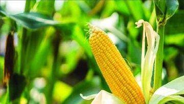 ভুট্টার