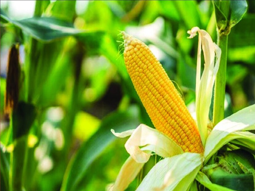 এছাড়া চাষের সময় মাঠে গজানো ঘাসও বাজারে বিক্রি হয়। তিনি আরও জানান, পূর্ণিয়া জেলার আবহাওয়া ভুট্টা চাষের জন্য অনুকূল। কৃষকরা এর সুযোগ নিয়ে সুইট কর্ন প্রজাতির ভুট্টা চাষ করতে পারেন।