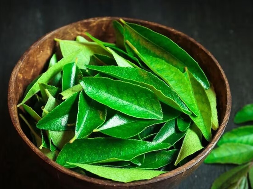  কারি পাতা ভারতীয় রান্নার  একটি গুরুত্বপূর্ণ অংশ৷ খাবারকে সুস্বাদু করা থেকে নানারকম স্বাস্থ্যের উপকারিতা এবং ঔষধি গুণাবলীর জন্য এটি ব্যবহার করা হয়৷  খালি পেটে কারি পাতা চিবানো একাধিক উপায়ে সাহায্য করতে পারে। আপনার প্রতিদিনের ডায়েটে কারি পাতা ব্যবহার করলে কী কী ভাল বিষয় হতে পারে তাই জেনে নিন আয়ুর্বেদের মতে৷