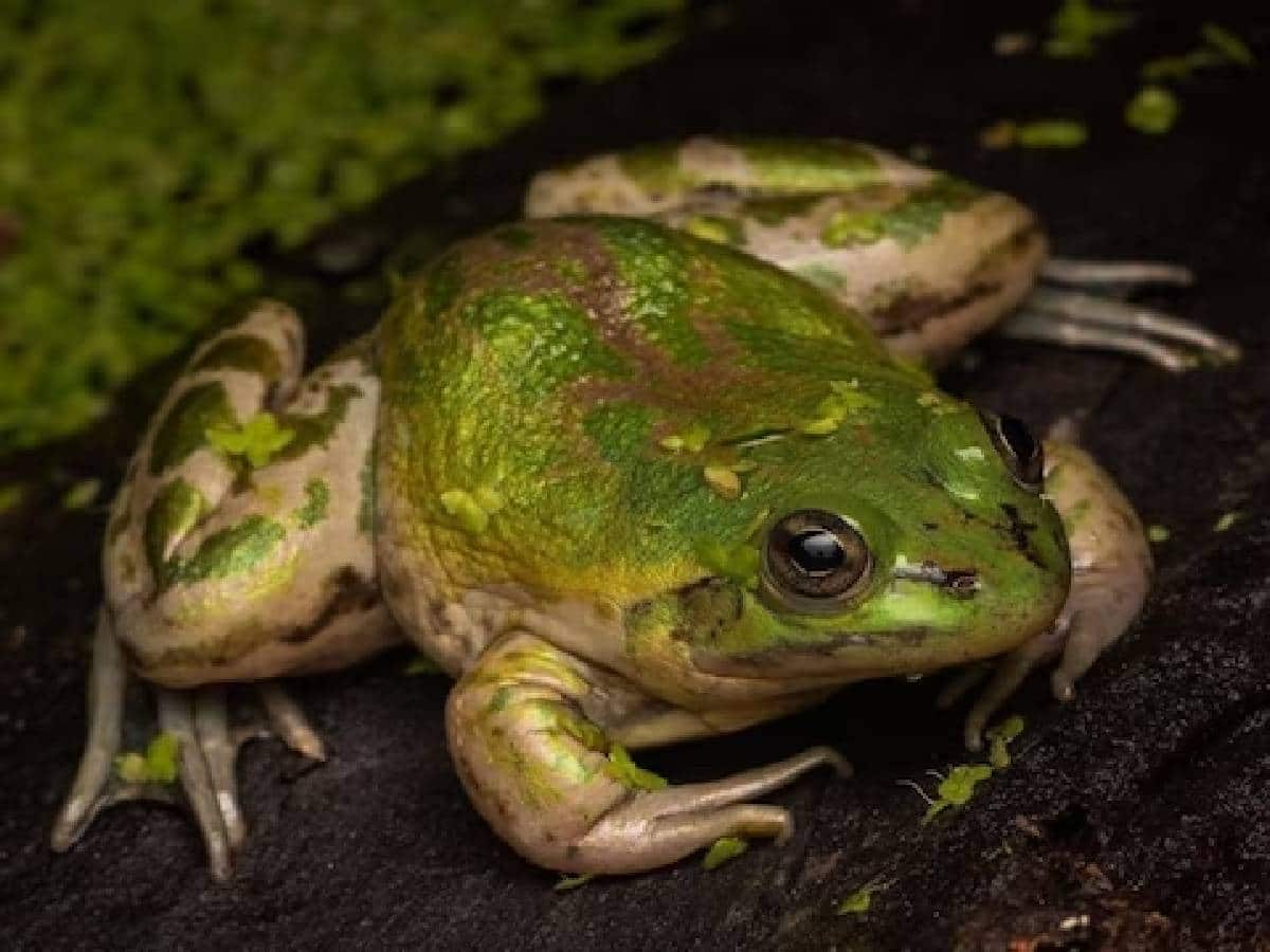 বড়ই আজব অদ্ভুতুড়ে এই ব্যাঙ
