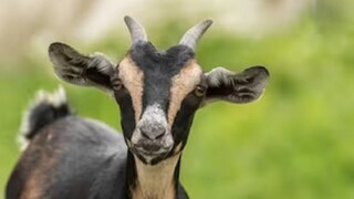 ছাগল প্রসব করল দুটি বাছুর; অলৌকিক এই ঘটনা দেখে শুরু হয়েছে পূজা-অর্চনা (Representative Image)