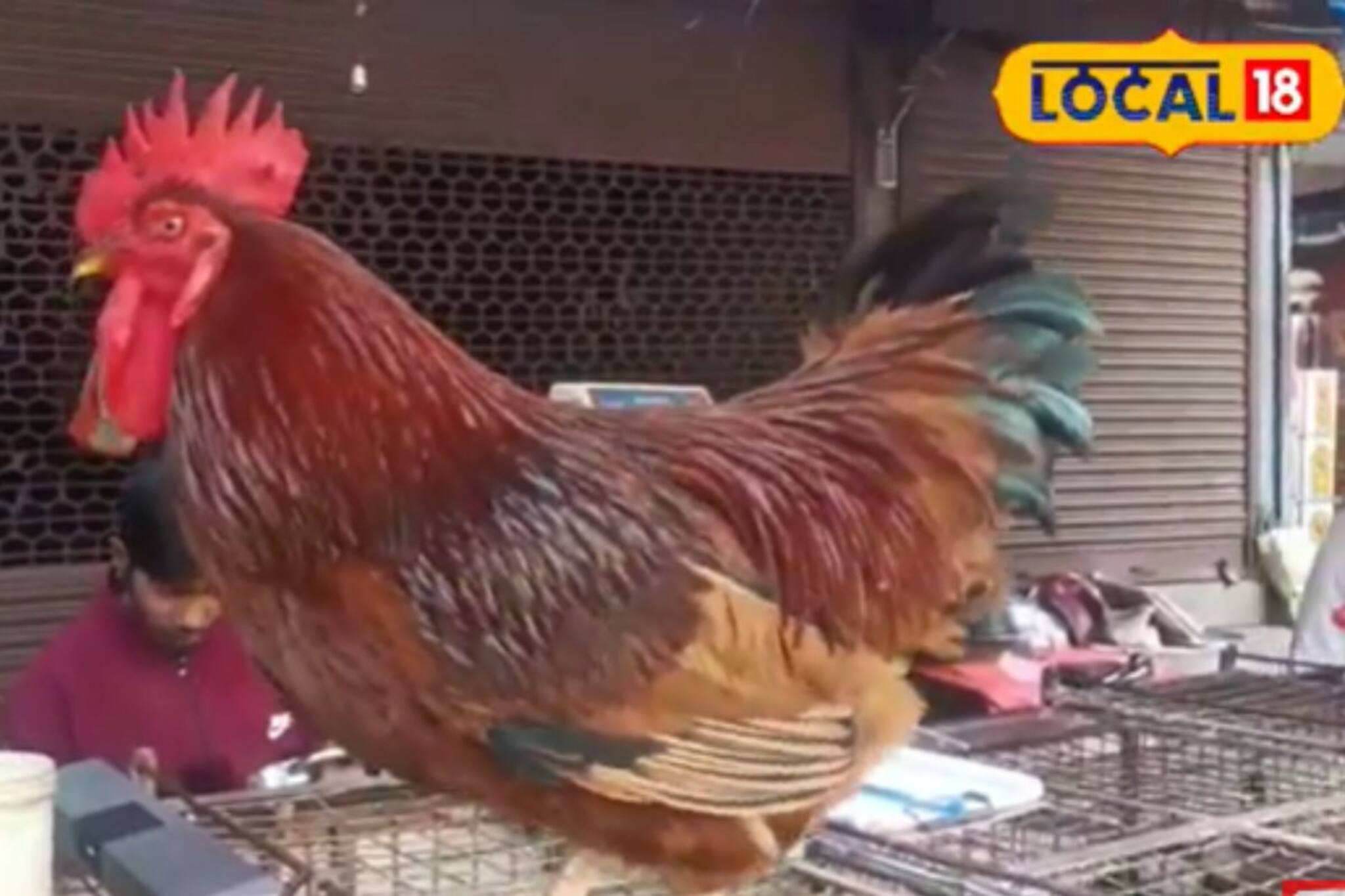 দেখতে একইরকম, কিন্তু কীভাবে চিনবেন বাজারে বিক্রি হওয়া দেশি মুরগি আসল না নকল