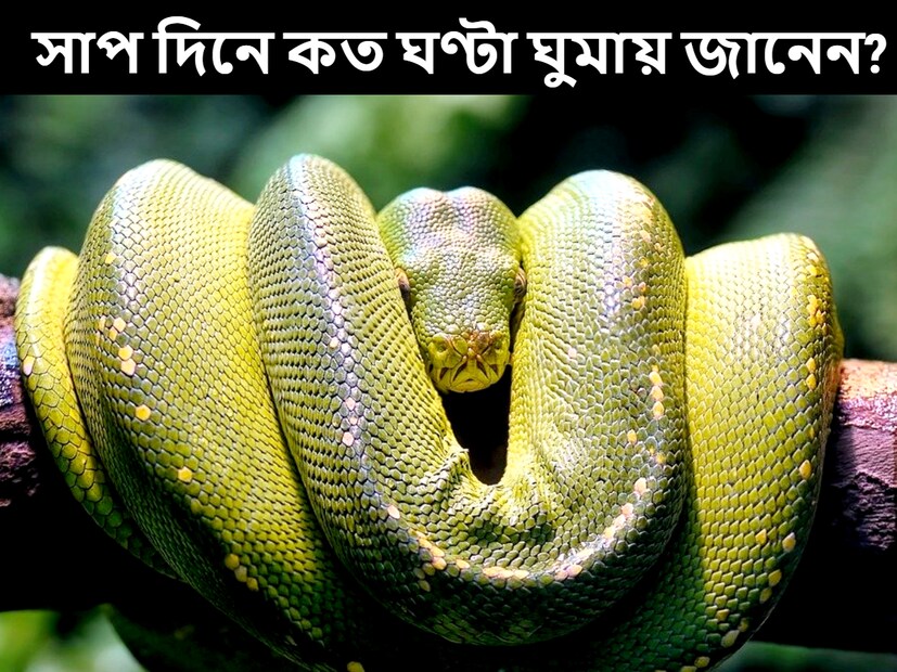 সাপের ঘুম নিয়ে অনেক প্রশ্ন রয়েছে, যার উত্তর বেশিরভাগ মানুষই জানেন না। জেনে নিন পূর্ণবয়স্ক সাপ দিনে কতক্ষণ ঘুমাতে পারে। (প্রতীকী ছবি, সৌজন্যে pixabay)