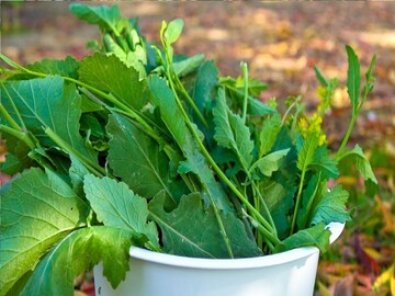 শীতে 'এই' শাক সপ্তাহে অন্তত একদিন মাস্ট! গায়েব কোলেস্টেরল, বদহজমের চিরতরে ছুটি