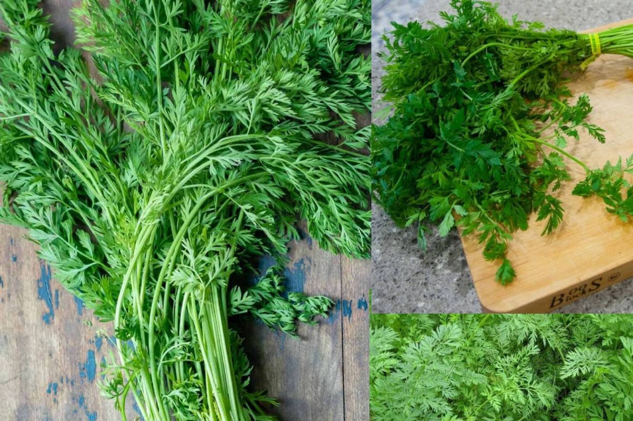 'বিষাক্ত' ভেবে খান না? অবহেলিত এই শাকই কোলেস্টেরলের যম! সুস্থ থাকতে খেতেই হবে