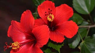 জবাফুলের কদর অস্বীকার করা যায় না