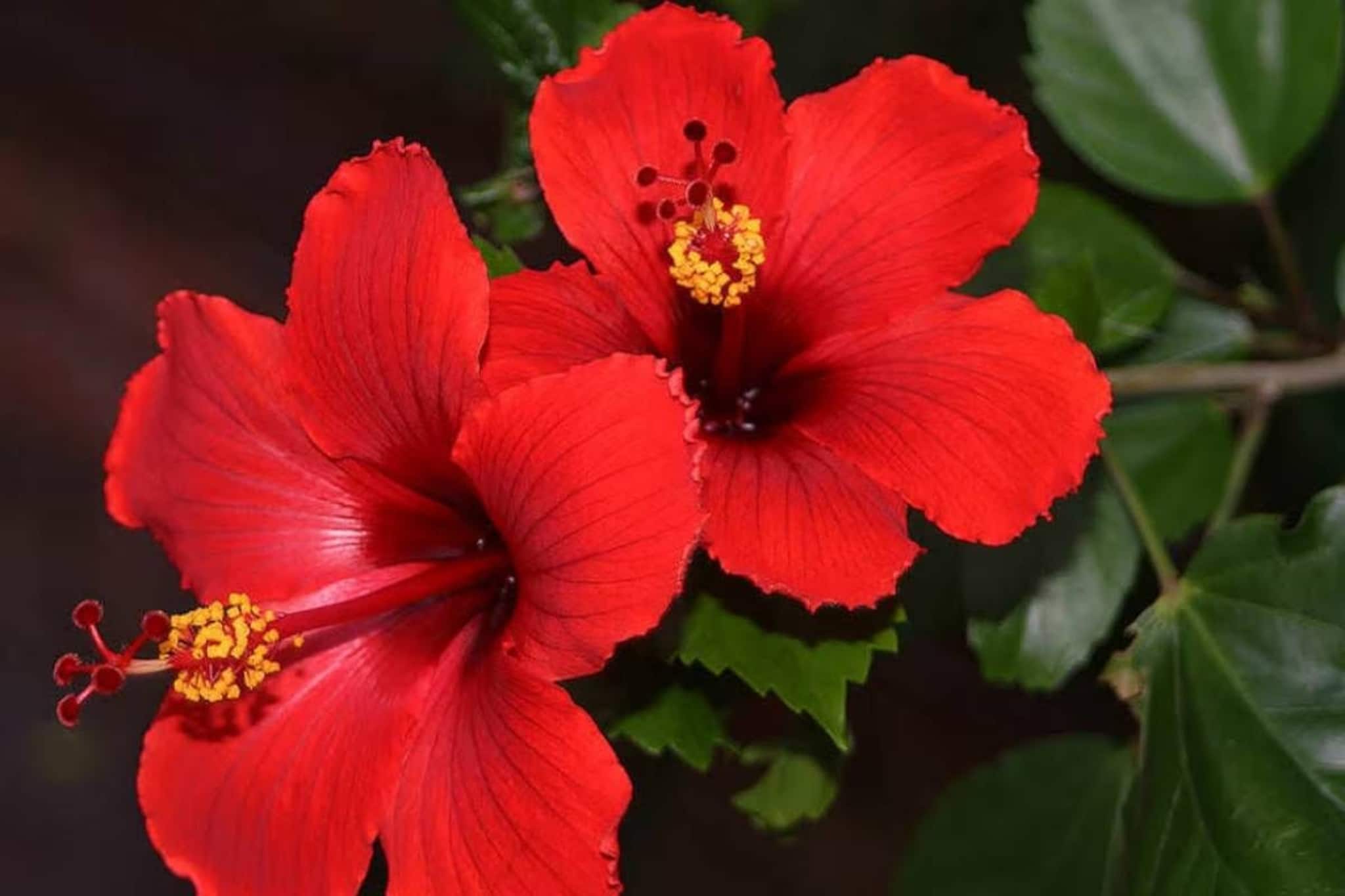 ১ টাকাও খরচ হবে না, বর্ষায় এটিই 'ধন্বন্তরি'! এক চিমটি দিলেই লাল ফুলে ভরবে গাছ