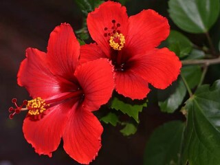 জবাফুলের কদর অস্বীকার করা যায় না