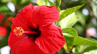 কিছু টোটকা জড়িয়ে আছে জবাফুলের সঙ্গে