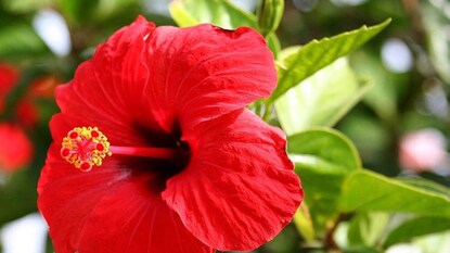 কিছু টোটকা জড়িয়ে আছে জবাফুলের সঙ্গে কিছু টোটকা জড়িয়ে আছে জবাফুলের সঙ্গে