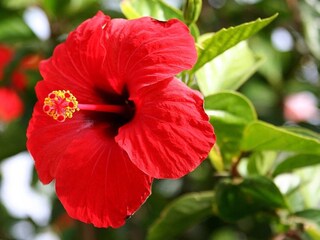 কিছু টোটকা জড়িয়ে আছে জবাফুলের সঙ্গে