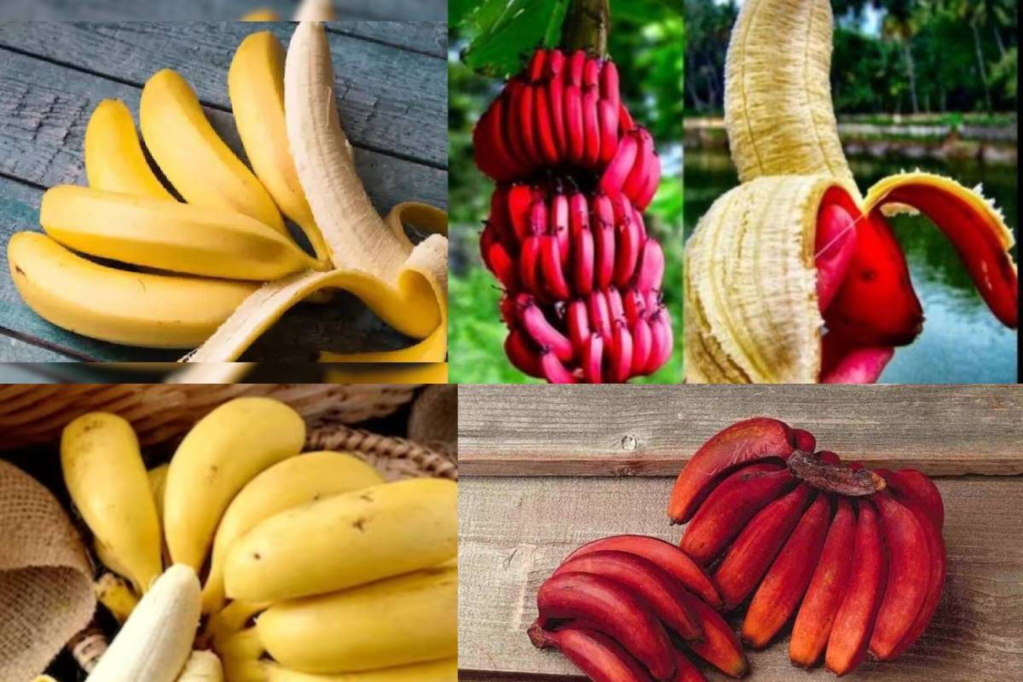 'পারফেক্ট ফিগার' চাই? এই নিয়মে খেলেই ঝরবে ওজন! হলুদ না লাল কোনটা খাবেন?