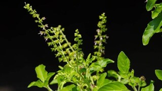 তুলসিগাছ তথা পাতার সঙ্গে জড়িয়ে আছে বেশ কিছু বাস্তু টিপস তুলসিগাছ তথা পাতার সঙ্গে জড়িয়ে আছে বেশ কিছু বাস্তু টিপস