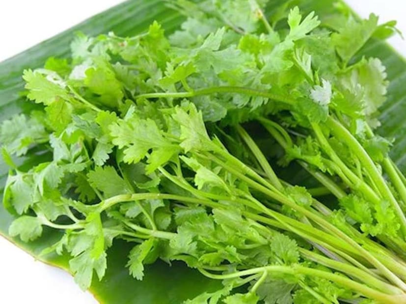 শীতকালে রান্নাবান্না ও খাওয়া দাওয়া মানেই ধনেপাতা৷ নানাভাবে রান্নায় ব্যবহার করা যায় এই উপকরণ৷ তবে ধনেপাতা তাজা থাকলে তবেই তার আসল স্বাদ পাওয়া যায়৷ 