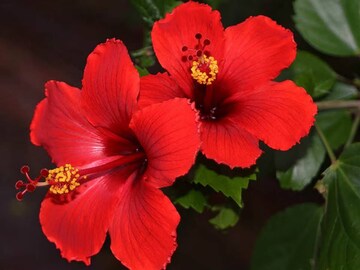 চুম্বকের মতো টাকা টানে এই গাছ, বাড়ির ঠিক এই জায়গায় লাগালে উপচে পড়বে ধন-সম্পদ