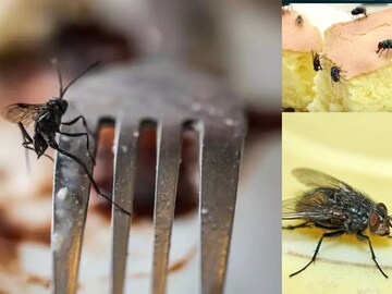 রান্নাঘরে পিঁপড়ে-মাছি-আরশোলায় অতিষ্ঠ? স্প্রে নয়! পোকা দূর করুন খোসাপাতা দিয়েই