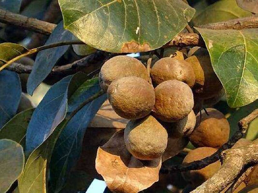 গ্রামাঞ্চলে এখনও পাওয়া যায়৷ ঠাকুমা-দিদিমারা নাম তো জানেনই, এর ভরপুর উপকারিতার কথাও জানেন৷ চুল অকালে ঝরে যাওয়া থেকে শুরু করে অকাল পক্ককেশ৷ সবেতেই দুর্দান্ত কাজে দেয় বহেড়া গাছের ফল৷ তবে এটি ব্যবহার করার নির্দিষ্ট পদ্ধতিও রয়েছে৷ বহেড়া, হরিতকী এবং আমলার জাদুকরী মিশ্রণ শুধুমাত্র চুলের সমস্যাঅ নয়, দূর করে স্বাস্থ্যের একাধিক সমস্যাও৷ এই তিন ফলই তাই আয়ুর্বেদ বিশেষজ্ঞদের কাছে খুবই প্রিয়৷