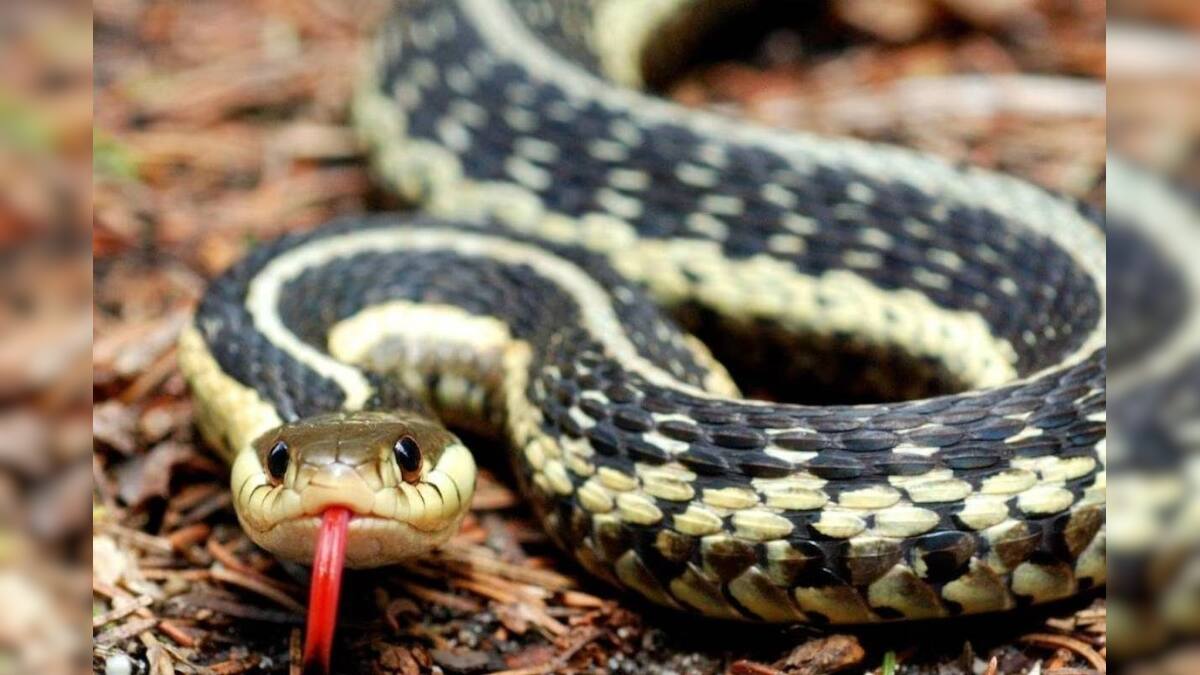 What attracts Snake বাড়িতে এই জিনিসগুলি রেখে দিচ্ছেন! তা হলেই আসবে