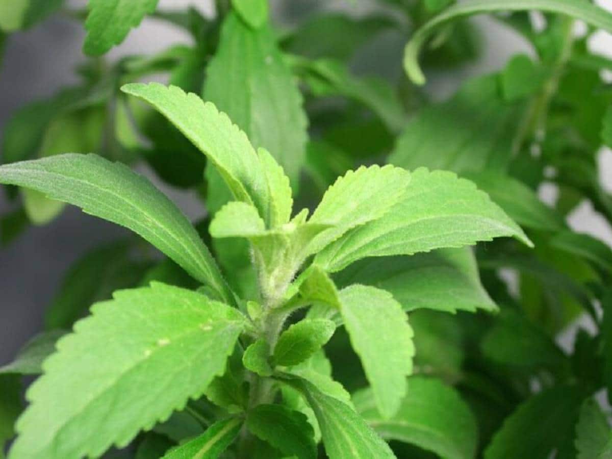 Benefits of Stevia চিনি লাগবে না! চায়ে মেশান এই পাতা, দারুণ স্বাদ