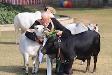 প্রধানমন্ত্রীর বাসভবনে বিশেষ দিন.. গরুকে খাওয়ালেন মোদি! মুহূর্তে হুহু করে ভাইরাল