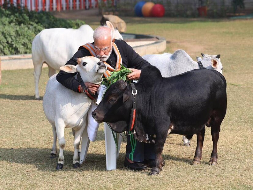 এদিন মকর সংক্রান্তি উপলক্ষে প্রধানমন্ত্রীর বাসভবনে গরুদের খাওয়ালেন প্রধানমন্ত্রী নরেন্দ্র মোদি৷ 
