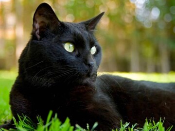 বাড়িতে কালো বিড়াল ঢুকছে? জীবনে এর কত বড় প্রভাব পড়ছে, কী বলছে বাস্তুশাস্ত্র বাড়িতে কালো বিড়াল ঢুকছে? জীবনে এর কত বড় প্রভাব পড়ছে, কী বলছে বাস্তুশাস্ত্র