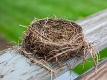 বাড়িতে চড়ুই পাখির বাসা বাঁধার অর্থ জানা নেই অনেকেরই! শুভ নাকি অশুভ, জানাচ্ছেন বিশেষজ্ঞ