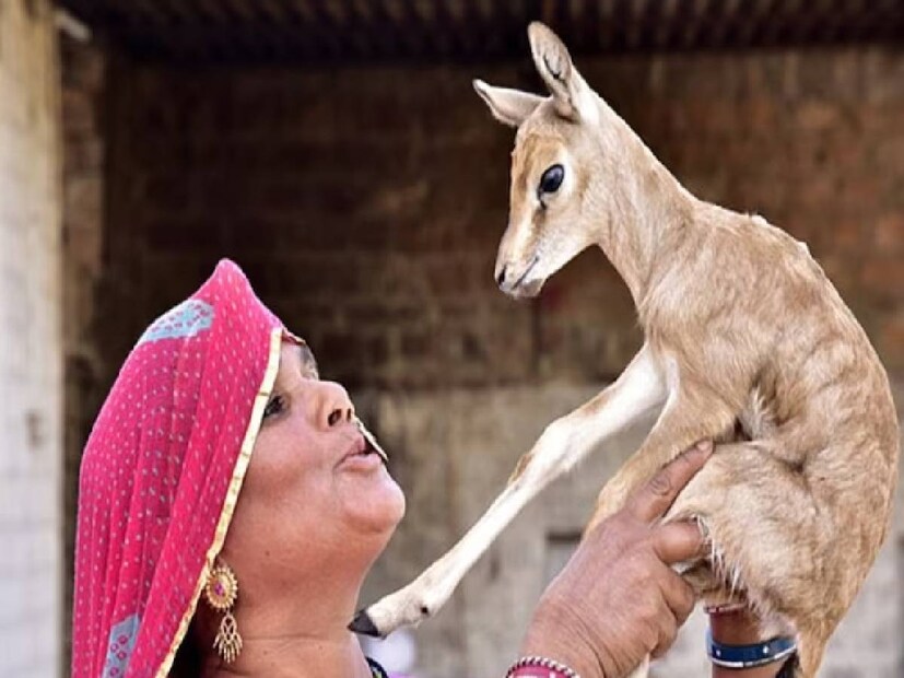  যদি কোনও হিরণ শাবকের জন্মের সময়েই তার মা মারা যায়, বা সে কোনও ভাবে দলচ্যূত হয়ে পড়ে, কোনও ভাবে এসে পড়ে গ্রামে, তখন তাদের লালনপালনের ভার নিজেদের কাঁধে তুলে নেন বিষ্ণোই সম্প্রদায়ের মহিলারা৷ 