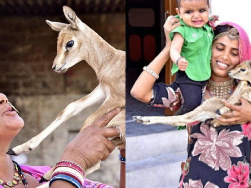 তাঁদের কাছে, পশু শাবক এবং তাঁদের নিজেদের সন্তানের মধ্যে কোনও পার্থক্য থাকে না৷ এই মহিলারা অনাথ বা আহত অবস্থায় বন্দি প্রাণীদের দেখাশোনা করেন।